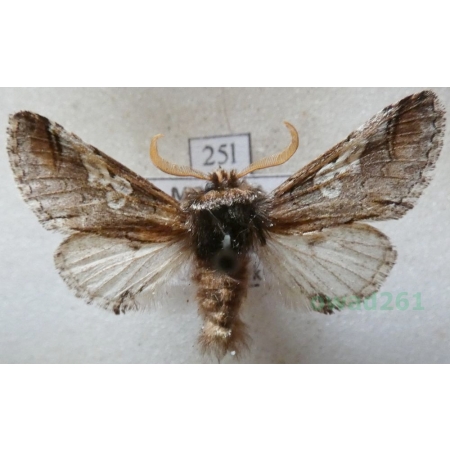 Diloba caeruleocephala (Linnaeus, 1758) male Bielmica sinogłówka Czech25l